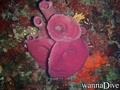 foto de buceo
