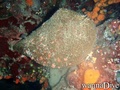 foto de buceo