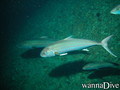 foto de buceo