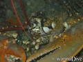 foto de buceo