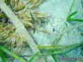 foto de buceo