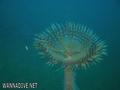 foto de buceo