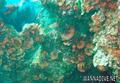 foto de buceo