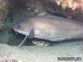 foto de buceo