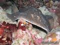 foto de buceo