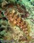 foto de buceo
