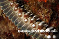 foto de buceo