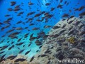 foto de buceo