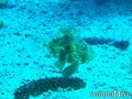 foto de buceo
