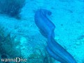 foto de buceo