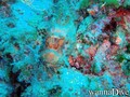 foto de buceo
