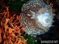 foto de buceo