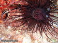 foto de buceo