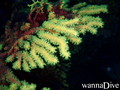 foto de buceo