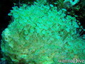 foto de buceo