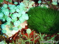 foto de buceo