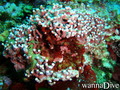 foto de buceo