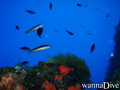 foto de buceo