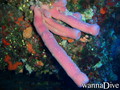 foto de buceo
