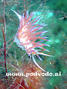foto de buceo
