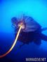foto de buceo