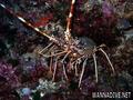 foto de buceo