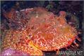 foto de buceo