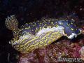 foto de buceo