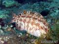 foto de buceo