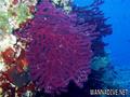 foto de buceo