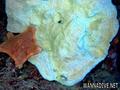 foto de buceo
