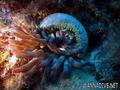foto de buceo