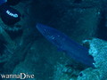 foto de buceo