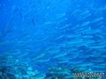foto de buceo