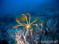 foto de buceo