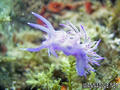 foto de buceo