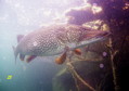 foto de buceo