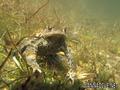foto de buceo