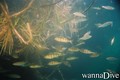 foto de buceo