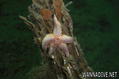 foto de buceo