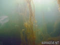 foto de buceo