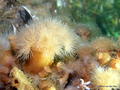 foto de buceo