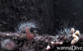 foto de buceo