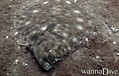 foto de buceo