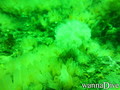 foto de buceo