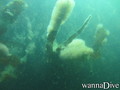 foto de buceo
