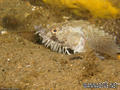 foto de buceo