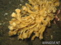 foto de buceo
