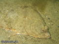 foto de buceo