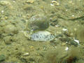 foto de buceo
